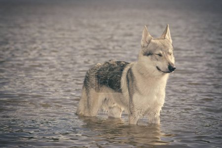 Foto de Joven macho de perro lobo checoslovaco posando al aire libre en el agua - Imagen libre de derechos