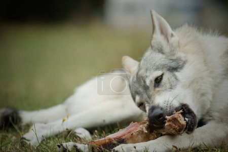 Foto de Joven macho de perro lobo checoslovaco comiendo hueso al aire libre en la naturaleza - Imagen libre de derechos
