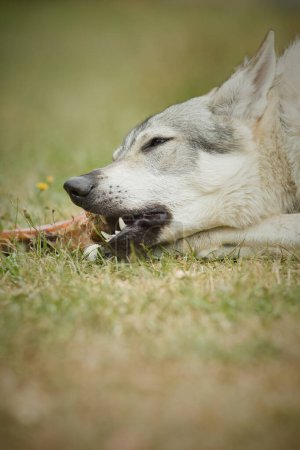 Téléchargez les photos : Jeune homme de chien de loup tchécoslovaque mangeant des os en plein air dans la nature - en image libre de droit