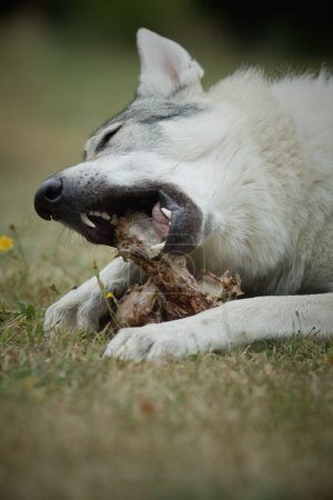 Foto de Joven macho de perro lobo checoslovaco comiendo hueso al aire libre en la naturaleza - Imagen libre de derechos