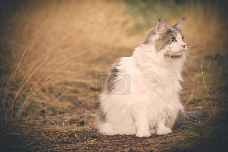 Photo for Pretty Maine Coon Cat posing on forest way for portrait - Royalty Free Image