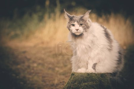 Téléchargez les photos : Jolie Maine Coon Cat posant sur le chemin de la forêt pour le portrait - en image libre de droit