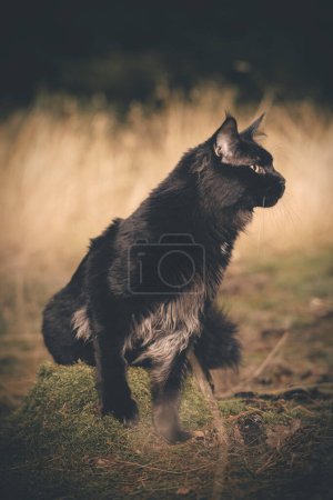 Téléchargez les photos : Jolie Maine Coon Cat posant sur le chemin de la forêt pour le portrait - en image libre de droit