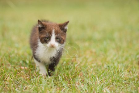 Foto de Dos meses viejo gatito macho explorar mundo en hierba - Imagen libre de derechos