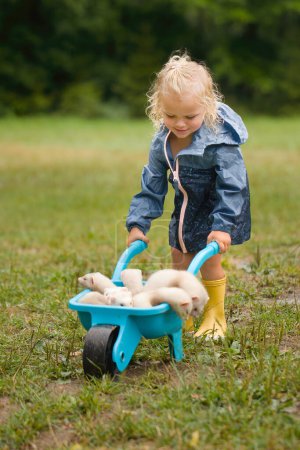 Photo for Little girl transporting group of ferrets on construction wheel - Royalty Free Image