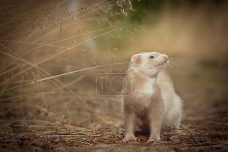 Photo for Champagne ferret posing on forest pathway and stump with grass on background - Royalty Free Image