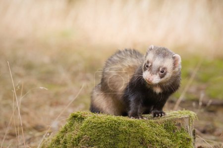 Photo for Standard color ferret posing on forest pathway and stump - Royalty Free Image
