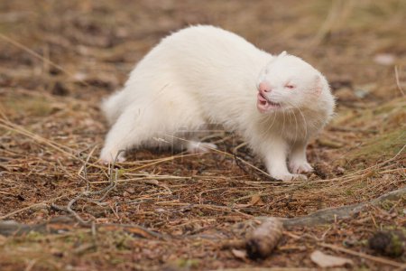 Téléchargez les photos : Furet Albinos posant sur le sentier forestier et souche avec herbe sur le fond - en image libre de droit