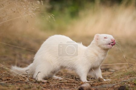 Albino ferret posing on forest pathway and stump with grass on background