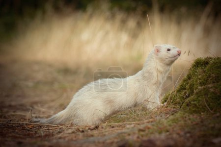 Téléchargez les photos : Furet à fourrure blanche posé sur le sentier forestier et la souche - en image libre de droit