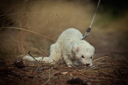 Téléchargez les photos : Furet à fourrure blanche posé sur le sentier forestier et la souche - en image libre de droit