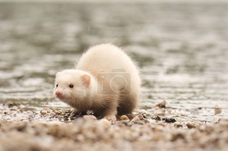 Photo for Champagne baby ferret exploring a gravel beach near lake - Royalty Free Image
