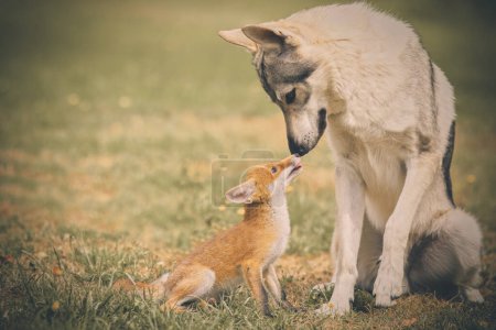 Foto de Joven zorro bebé domesticado con correa disfrutando del juego con wolfdog - Imagen libre de derechos
