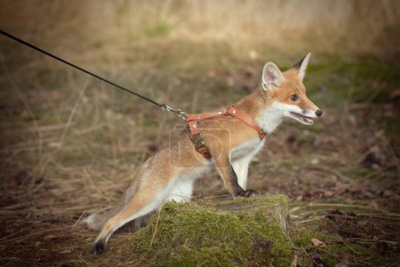 Photo for Young baby fox domesticated on leash enjoying walk in park - Royalty Free Image