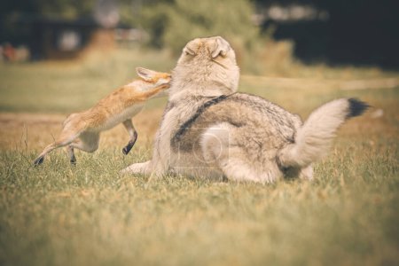 Photo for Young baby fox domesticated on leash enjoying game with wolfdog - Royalty Free Image