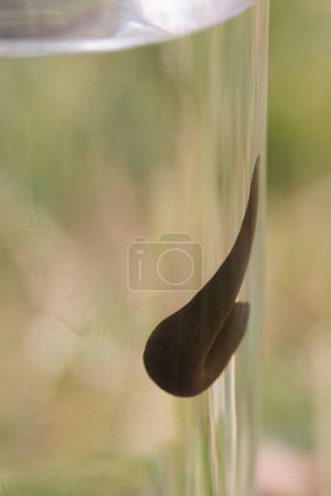 Foto de Sanguijuela medicinal que vive en un vaso de agua clara explorando su hábitat - Imagen libre de derechos