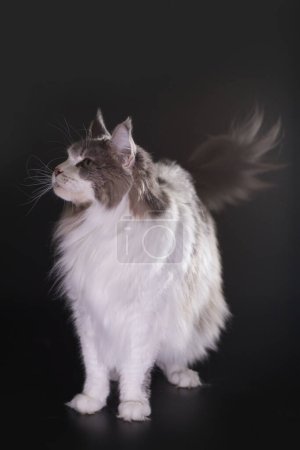 Photo for Cat on black background catched in studio - Royalty Free Image