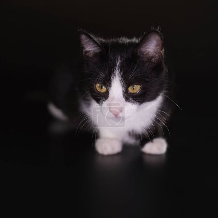 Photo for Cat on black background catched in studio - Royalty Free Image