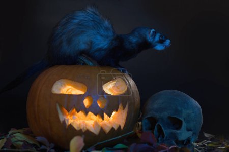 Photo for Cat with shining pumpkin and skull on black background in studio - Royalty Free Image