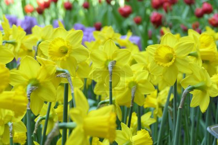 flowering daffodils or yellow narcissus blossoms in a spring garden