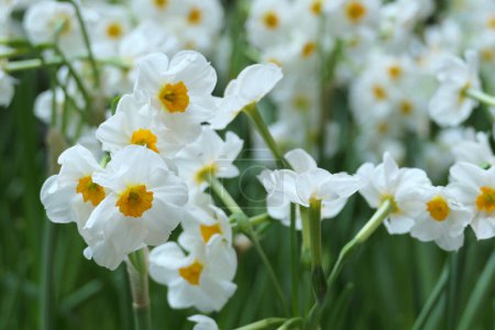 narcissus blooming flower in spring