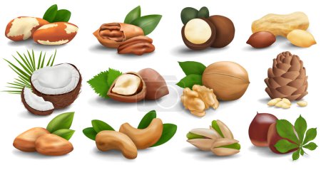 vector set of pistachio different nuts isolated on white background