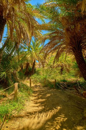 Photo for Upshot of Preveli palm forest, Crete island, Greece. Sunny day, sunshine in palm tree branches, clear blue sky, lush foliage, summer, vacation, tropical experience, exotic spot on Mediterranean sea - Royalty Free Image