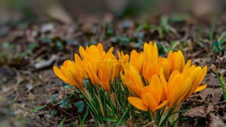 Foto de Muchas flores de azafrán amarillo. Primavera temprana. Banner web. - Imagen libre de derechos
