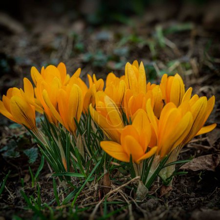 Téléchargez les photos : Beaucoup de fleurs de crocus jaunes. Au début du printemps. Bannière Web. - en image libre de droit
