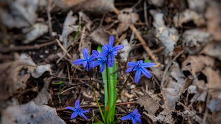 Téléchargez les photos : Scilla fleurs sur le fond de feuillage sec. Le printemps. Bannière Web. - en image libre de droit