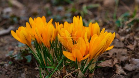 Photo for Many flowers of yellow crocuses. Early spring. Web banner. - Royalty Free Image