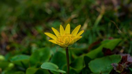 Photo for One yellow flower. Early spring. Web banner. - Royalty Free Image