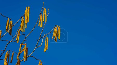 Foto de Ramas de avellana con amentos florecientes contra un cielo azul. Primavera. Banner web. - Imagen libre de derechos