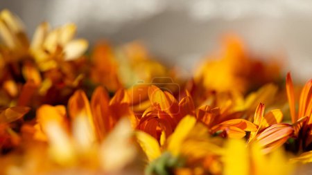 Téléchargez les photos : Calendula fleurs sur un fond flou. Bannière Web. - en image libre de droit