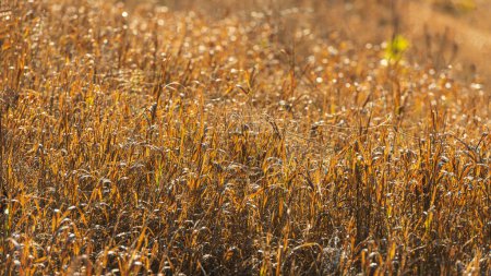 Foto de Espesuras de plantas secas de otoño. Banner web. - Imagen libre de derechos