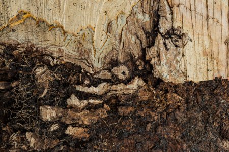 Téléchargez les photos : Brun surface fissurée de vieux bois. Bannière Web. - en image libre de droit