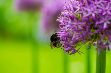 Téléchargez les photos : Un bourdon recueille le nectar et le pollen d'une fleur pourpre sur un fond vert flou. Contexte naturel. Été. - en image libre de droit