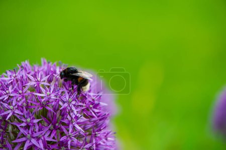 Photo for One bumblebee collects nectar and pollen from a purple flower on a blurred green background. Natural background. Summer. - Royalty Free Image