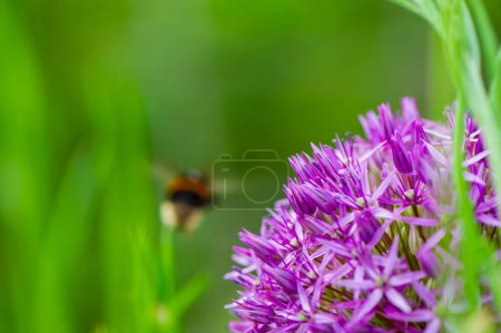 Photo for One bumblebee in flight and purple flower on a blurry green background. Natural background. Summer. - Royalty Free Image