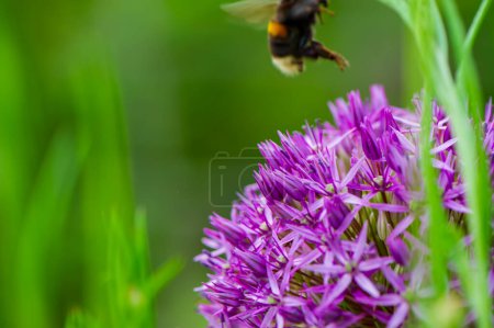 Téléchargez les photos : Un bourdon en vol et une fleur violette sur un fond vert flou. Contexte naturel. Été. - en image libre de droit
