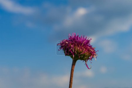 Foto de Flor violeta sobre el fondo del cielo azul. Fondo natural. Verano. Banner web. - Imagen libre de derechos