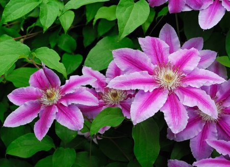 Téléchargez les photos : Fleurs violettes de clématites sur fond de feuillage vert. Contexte naturel. - en image libre de droit