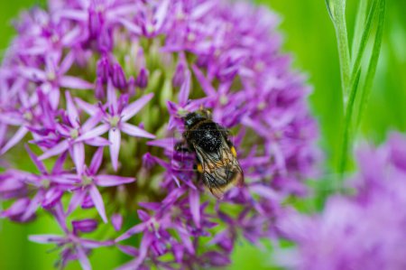 Photo for One bumblebee between green stems of plants collects nectar and purple flowe. Natural background. Summer. - Royalty Free Image