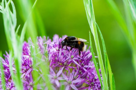 Photo for One bumblebee between green stems of plants collects nectar and purple flowe. Natural background. Summer. - Royalty Free Image