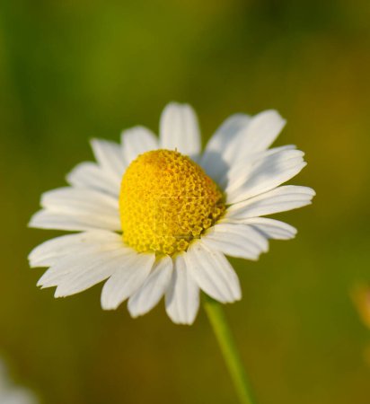 Téléchargez les photos : Fleur fleur de camomille par une journée ensoleillée. Contexte naturel. - en image libre de droit