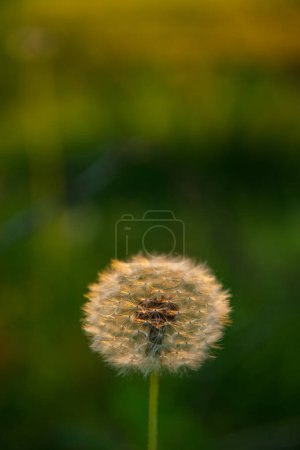 Téléchargez les photos : Un capitule d'une fleur de pissenlit avec des graines sur un fond vert flou. Fond naturel.Couverture. - en image libre de droit
