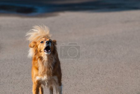 Photo for One stray dog barks against the background of the street. Natural background. - Royalty Free Image