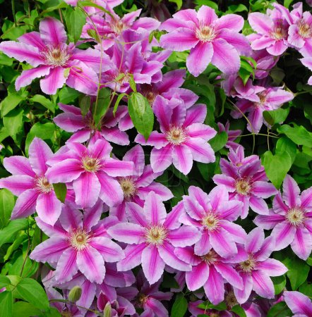Téléchargez les photos : Fleurs violettes de clématites sur fond de feuillage vert. Contexte naturel. - en image libre de droit