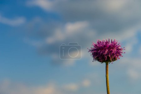 Téléchargez les photos : Fleur violette sur fond de ciel bleu. Contexte naturel. L'été. Bannière Web. - en image libre de droit
