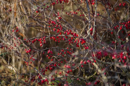 Photo for Red Berries of Decorative Cane Against the Background of Dry Plants. Web Banner. - Royalty Free Image